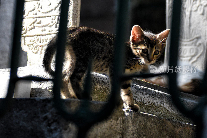 土耳其伊斯坦布尔，一只流浪猫躺在墓地里