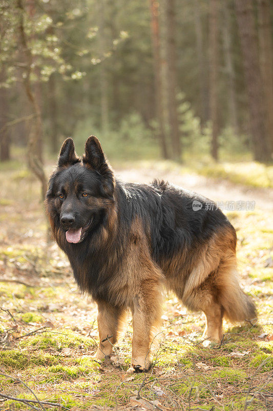 德国牧羊犬站在阳光明媚的森林里