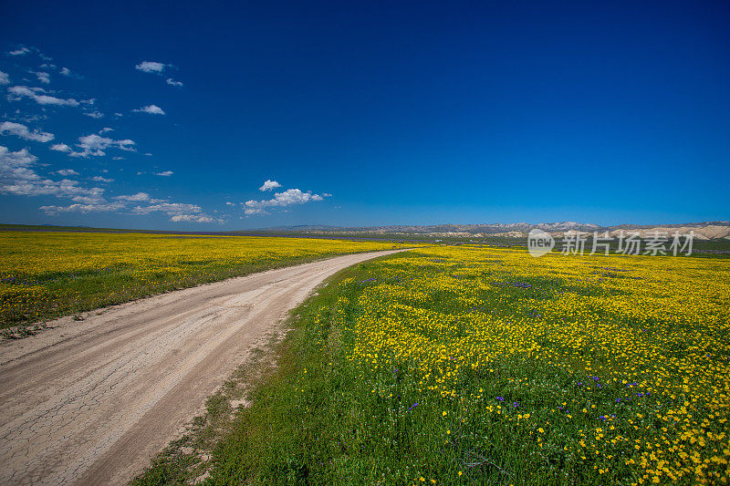 前往加州中部的这个乡村地区看黄色的花朵盛开