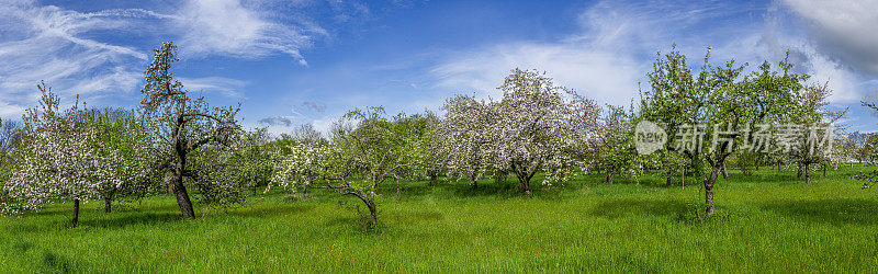 全景的盛开的苹果园或草地果园在春天与晴朗的云，晴朗的天气和绿色的，未经修剪的天然草地