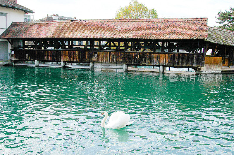 瑞士图恩湖滨镇的水闸桥和天鹅