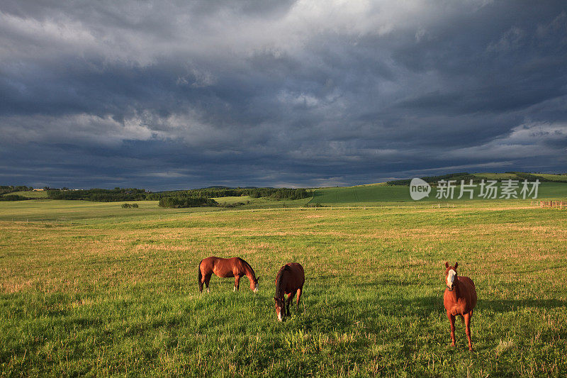 三匹马在大平原上吃草