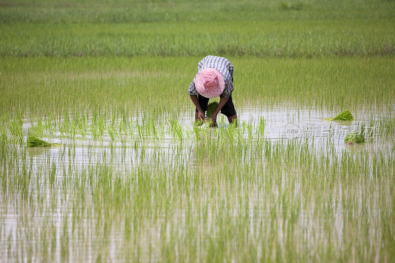 种植水稻幼苗，泰国，东南亚。