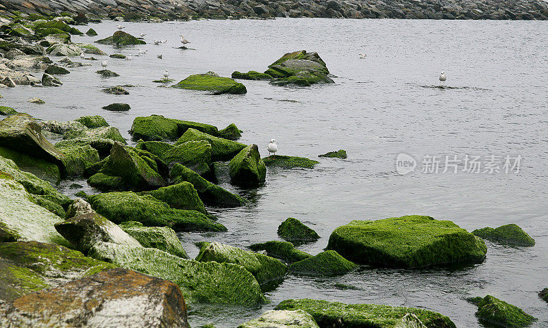 岩石上的海鸥