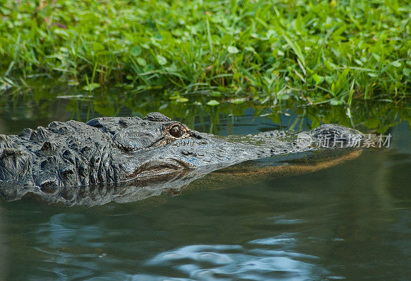 佛罗里达沼泽短吻鳄
