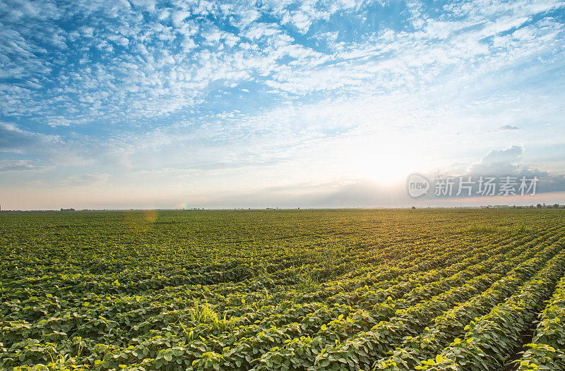 大豆田和蓝色戏剧性的天空夏季景观