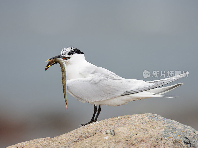 三明治燕鸥