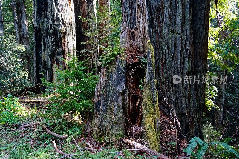 草原溪红杉