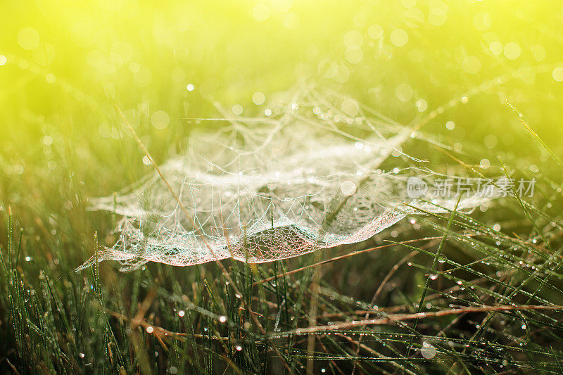 带露珠的草地上的魔法蜘蛛网