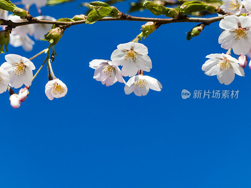 樱花和蓝天
