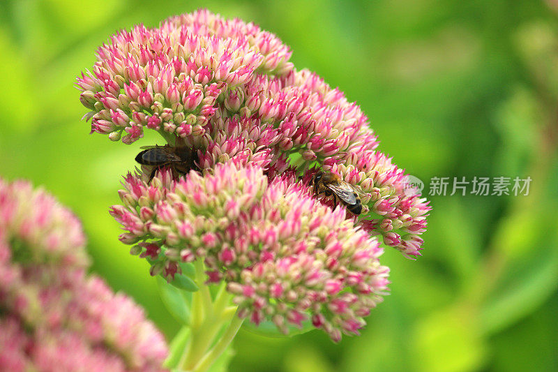 养蜂，花粉，粉红景天花，金凤草，石竹，冰花