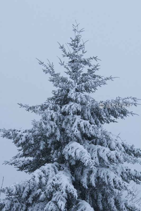 树有雪