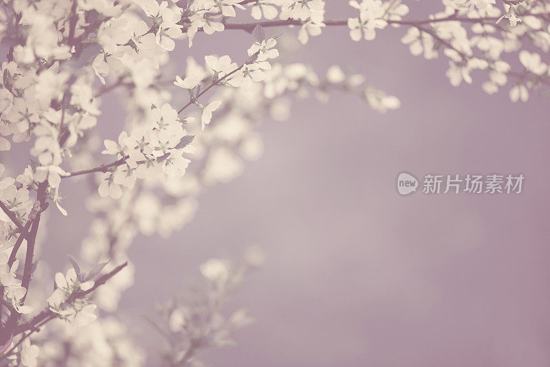 美丽的春天的花朵