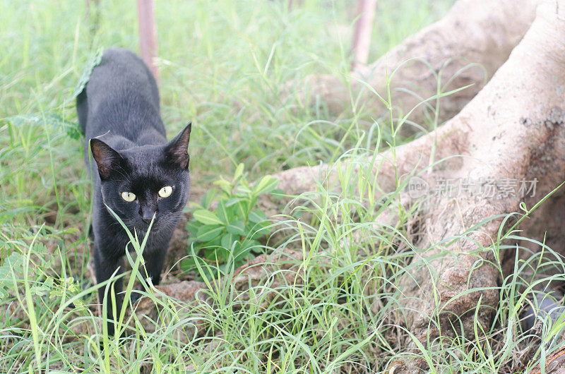 黑猫潜伏在草丛中
