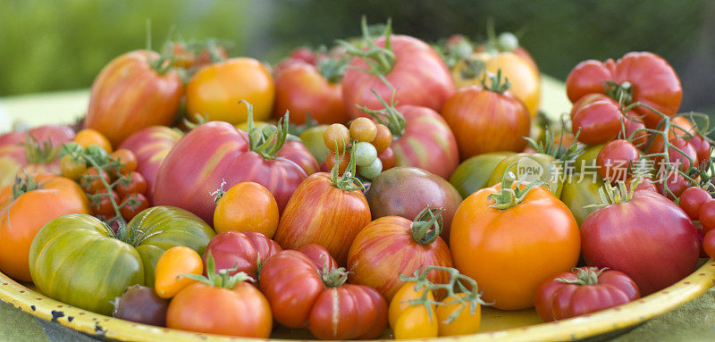 有机自产新鲜夏季农产品，祖传番茄蔬菜收获