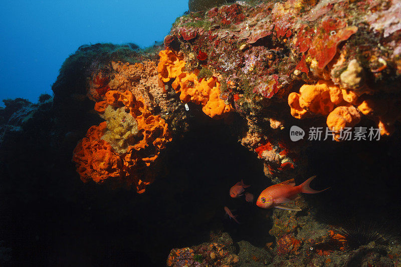水下海洋生物珊瑚礁海洋海绵红色的海生动物
