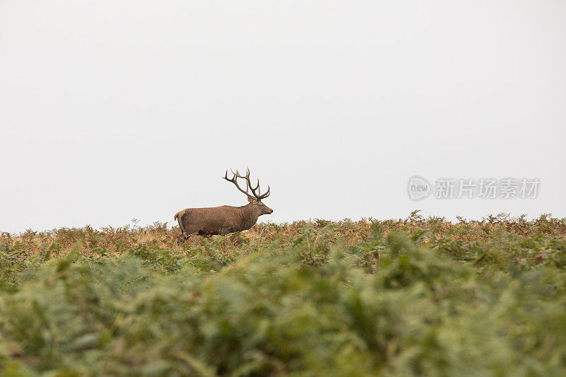 鹿晶石会话