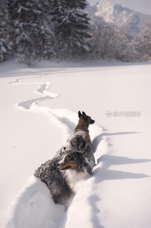 一群狗在深雪中行走