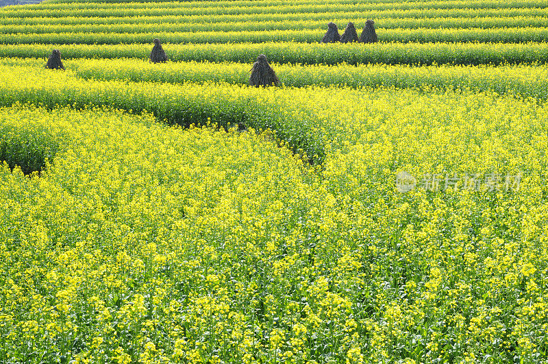 美丽的野外风景