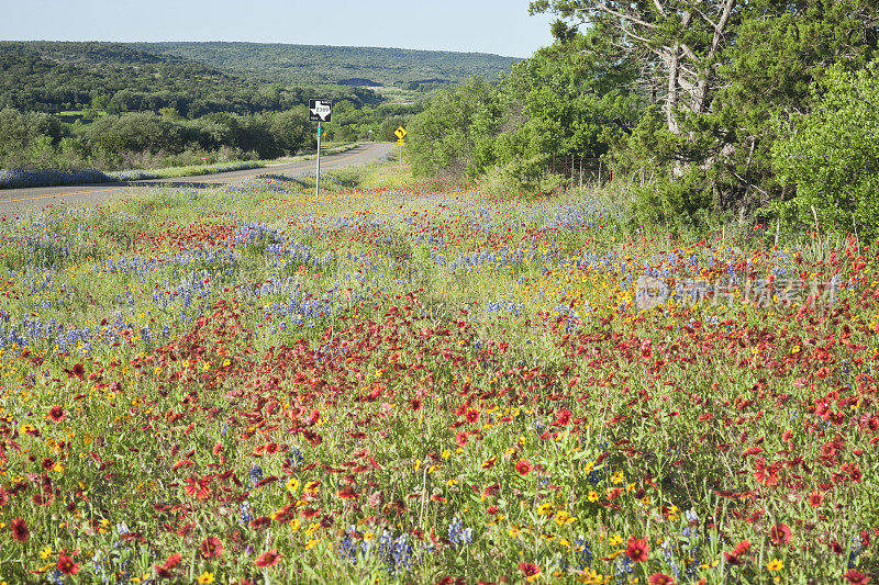 多色野花沿着牧场路在德克萨斯州丘陵国家