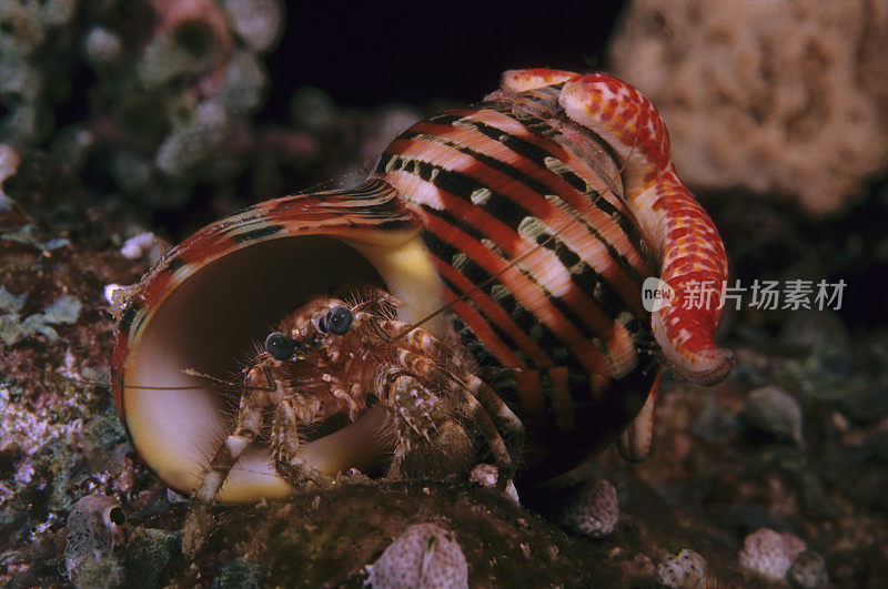 在贝壳上搭便车的海星，里面是螃蟹