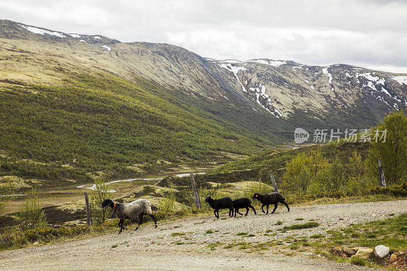 挪威山区夏季农场的黑羊。