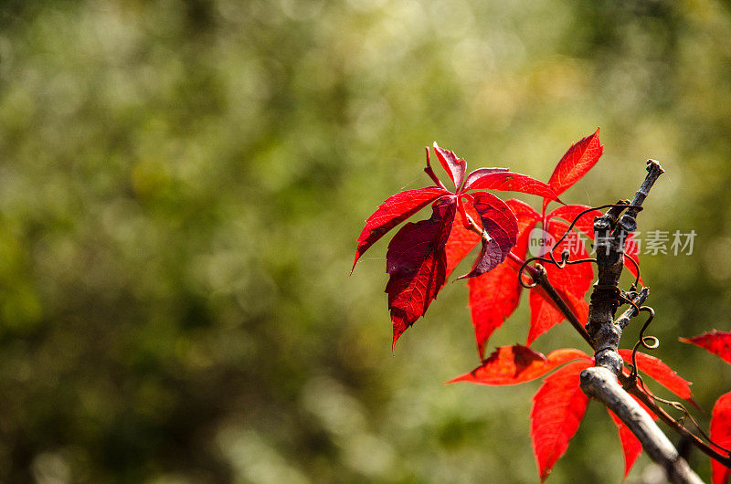 在一个温暖的秋天早晨晒干的红叶