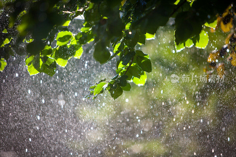 暴风雨中从树上落下的雨滴