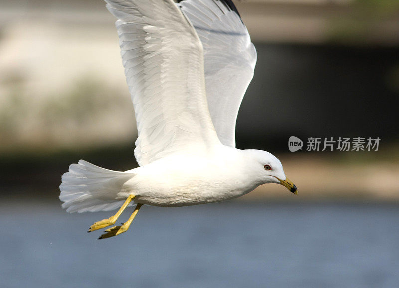 飞行中的海鸥，环喙鸥