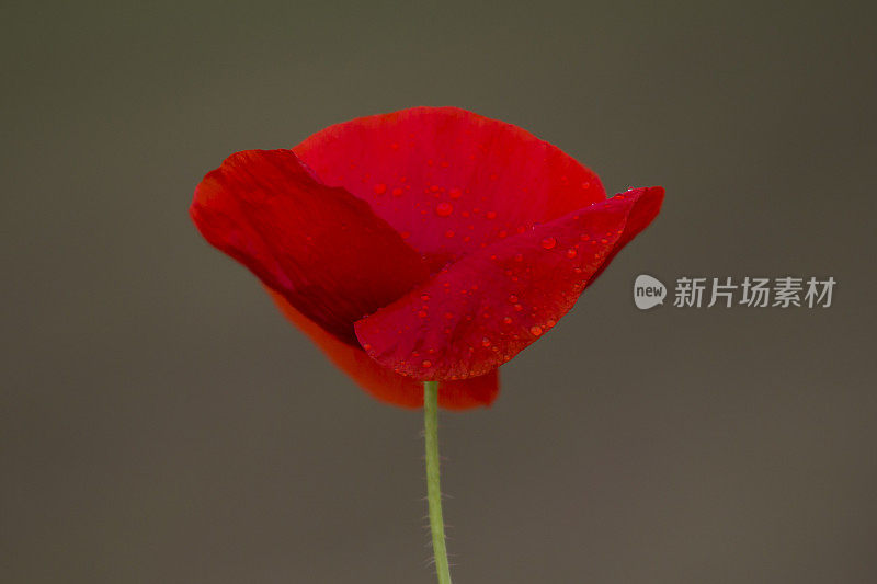 一朵红罂粟，与雨滴隔绝