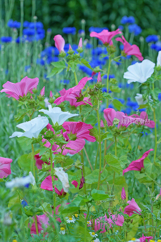 锦葵和矢车菊