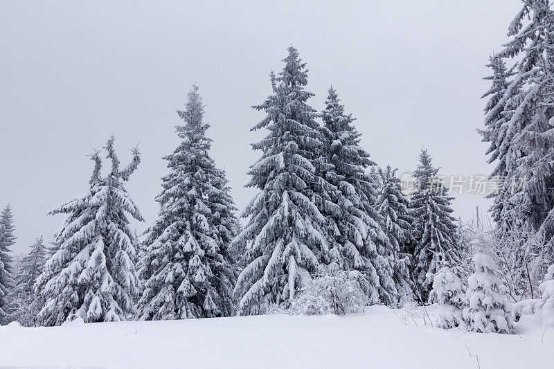 冬天的风景有雪冷杉树