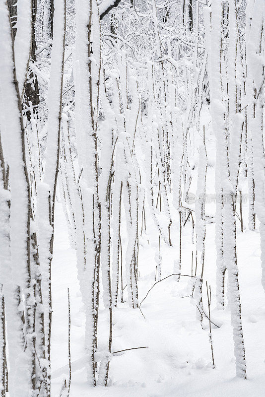 冬天的森林里下雪了