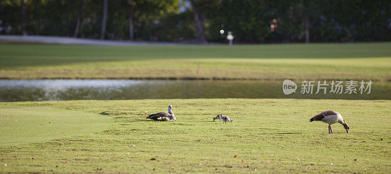 佛罗里达州迈阿密郊区Aventura草坪上的麝香鸭