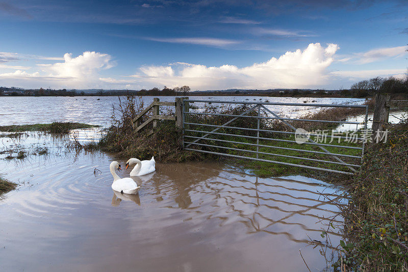 德文郡南部的埃克明斯特被洪水淹没，还有两只天鹅