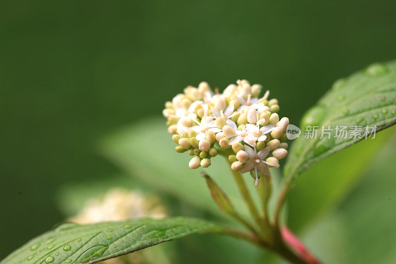 山茱萸(佛罗里达山茱萸)