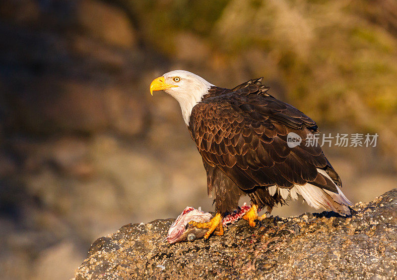 白头鹰与鱼