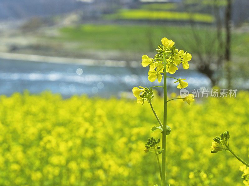 春天鲜花盛开