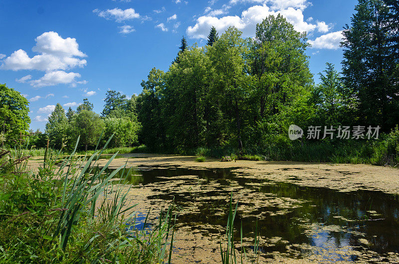 夏季的乡村池塘与绿色的浮萍