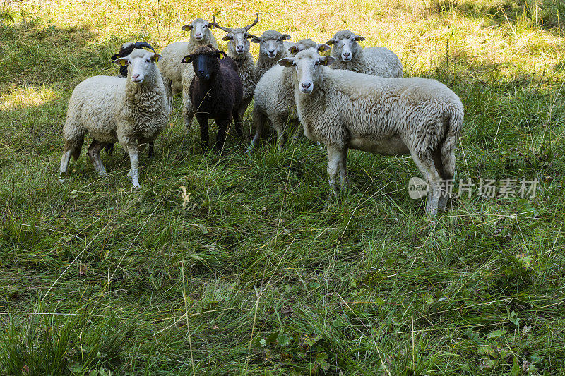 群绵羊。