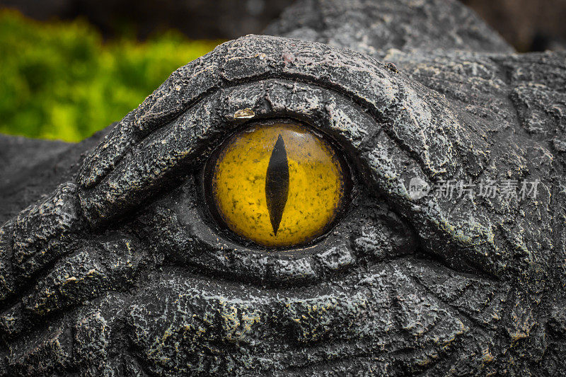 鳄鱼的黄色眼睛。