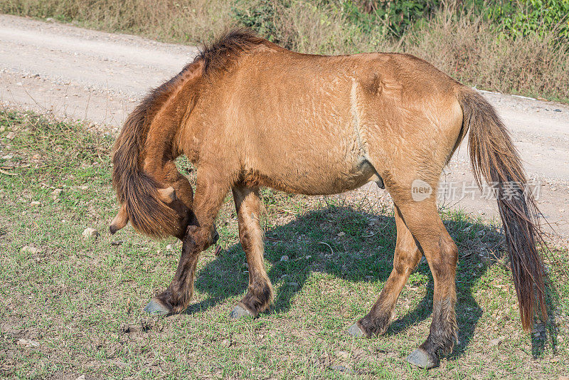 棕色的马在地上吃草