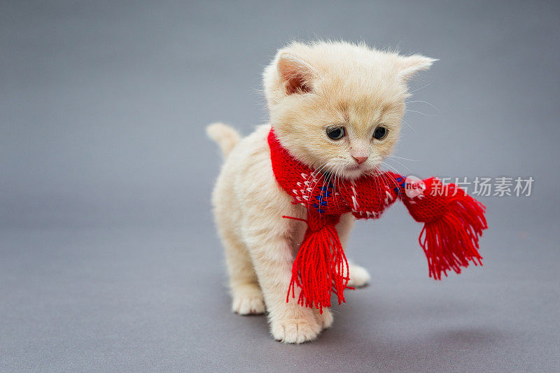 英国品种的小猫，戴着漂亮的围巾