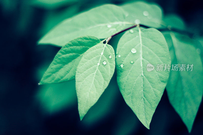 雨后嫩绿的嫩叶