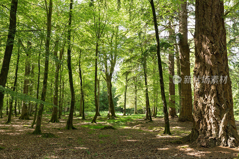 英格兰新森林夏季林地中的树木