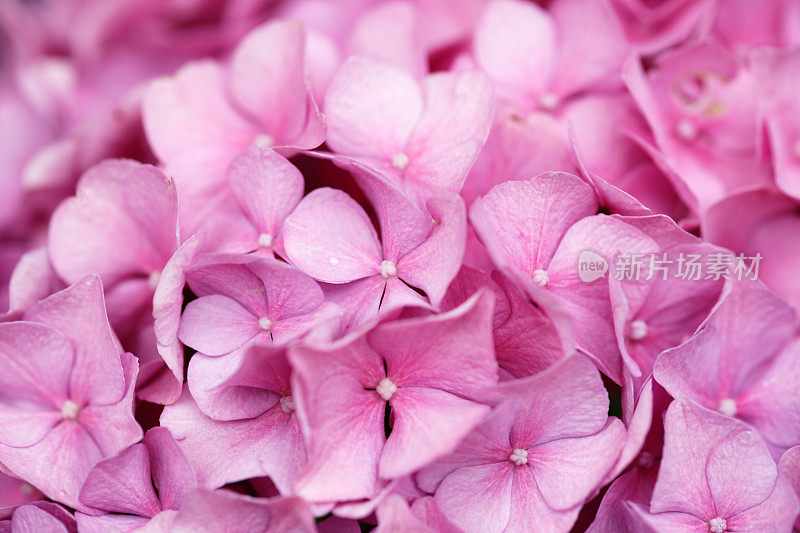 粉红色的绣球花为背景