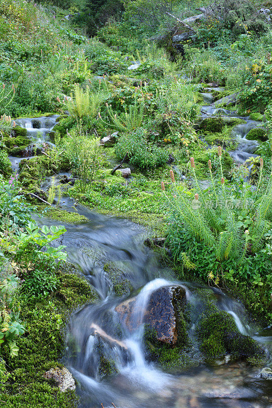 山上有瀑布，小溪被绿色植物环绕