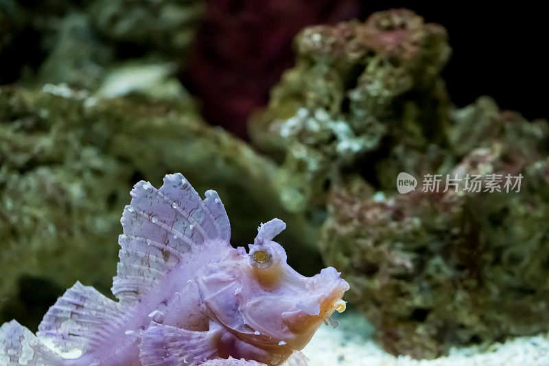 水族馆狮子鱼