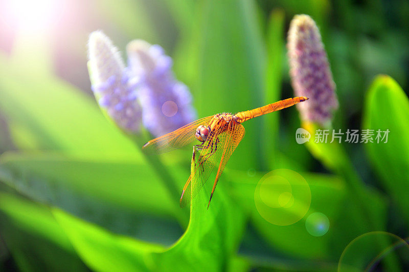 蜻蜓在水生植物