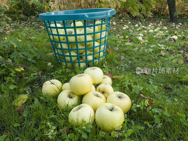 绿色的传家宝苹果和篮子